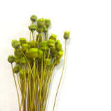 Natural Dry Mini Happy Flower Stems - Green Dried Flower