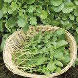 600 Upland Cress Seeds | Non-GMO, Heirloom Upland Cress Herb Seeds, USA Seller Garden Plants