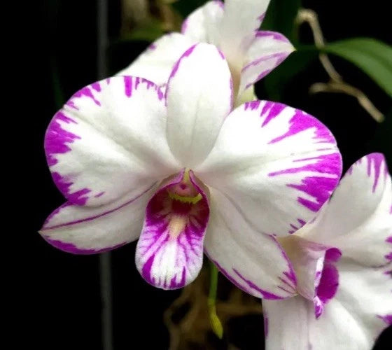 White orchid flower with purple streaked petals and centered magenta throat