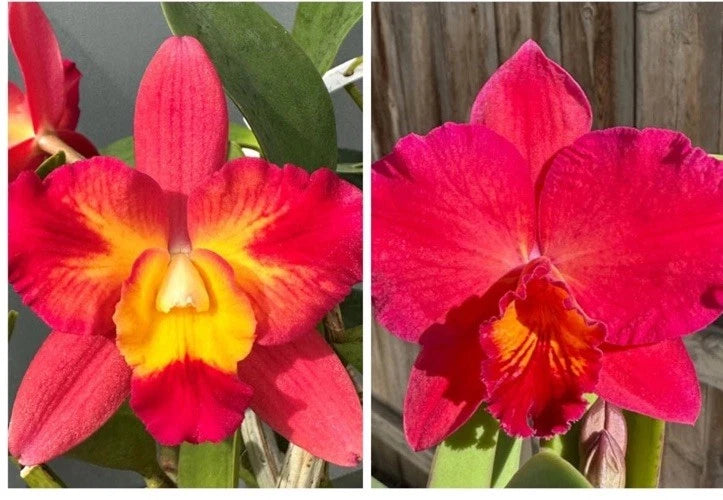 Mini Catt Angel Eyes x Circle of life ÔRed Halo WOW Orchids
