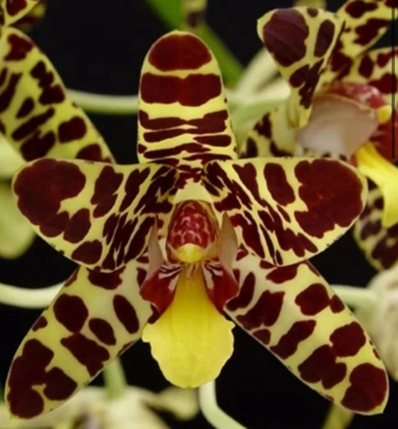 Spotted maroon and cream orchid with yellow-green center lip and five-pointed petals