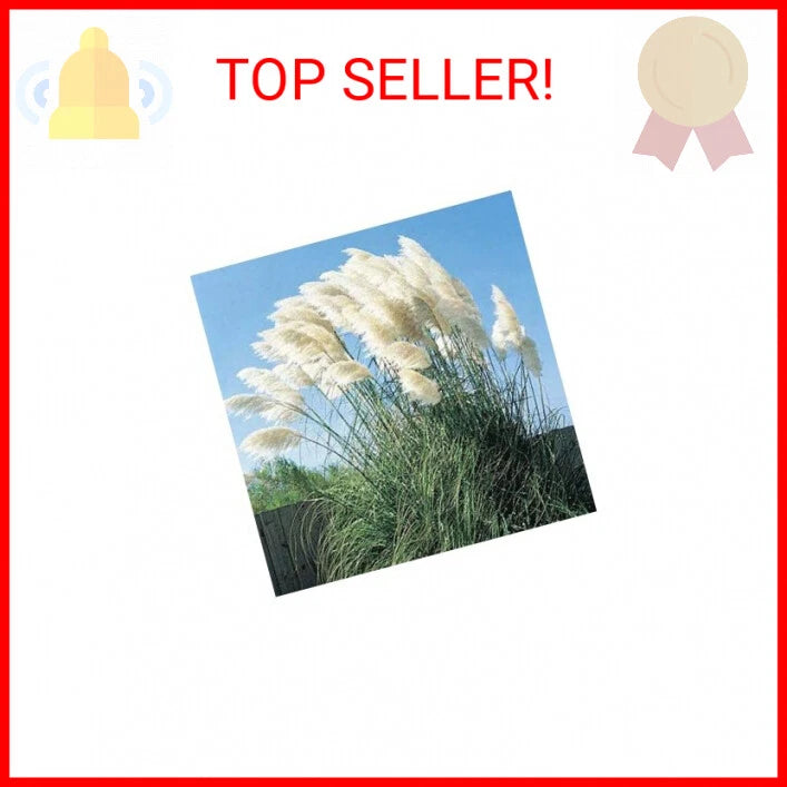 Giant White Pampas Grass Seeds - 100 Seeds - Ships from Iowa, Made in USA Pampas Grass