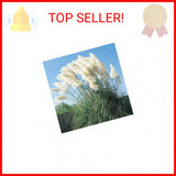 Giant White Pampas Grass Seeds - 100 Seeds - Ships from Iowa, Made in USA Pampas Grass