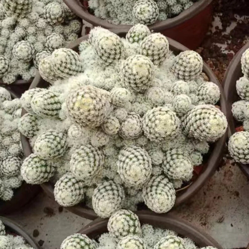 5-9CM Succulent Cactus Plant Escobaria Sneedii_Multi-Head_Cactaceae Home Garden Garden Plants