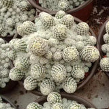5-9CM Succulent Cactus Plant Escobaria Sneedii_Multi-Head_Cactaceae Home Garden Garden Plants