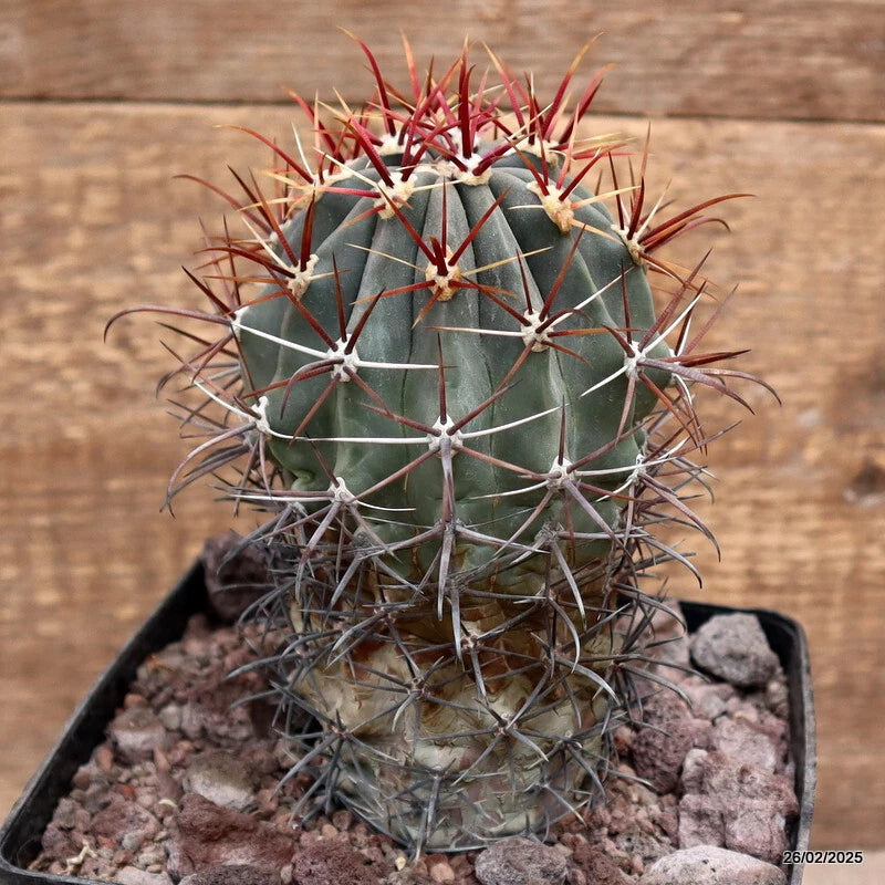 D3684 FEROCACTUS CYLINDRACEUS DJF1354 pot14-H16-W9 cm MaMa Cactus Green Plant