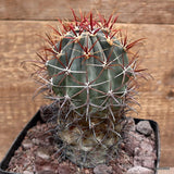 D3684 FEROCACTUS CYLINDRACEUS DJF1354 pot14-H16-W9 cm MaMa Cactus Green Plant