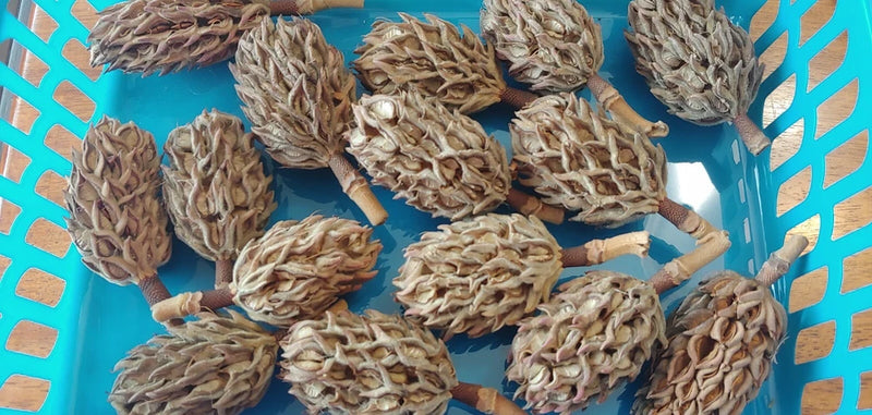 16 Southern Magnolia Seed Pods Cones Dried Flower