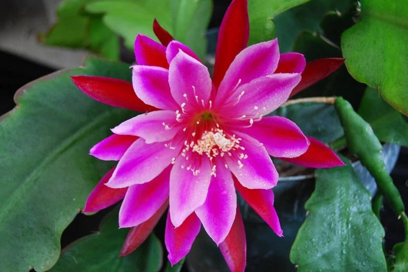Orchid cactus flower with purple-pink petals and red tips, on green pads