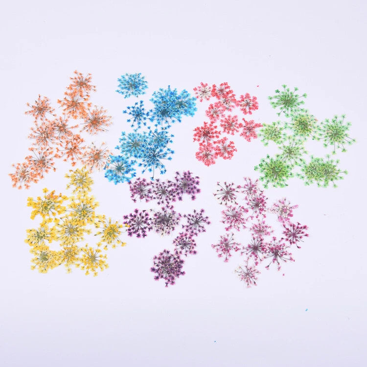 Pressed Queen Anne's lace flowers, 12-pack, mixed orange, blue, pink, green, purple sprigs
