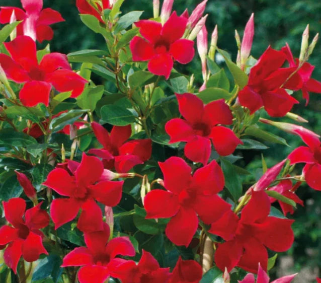 Red mandevilla flowering plants with clusters of trumpet-shaped blooms and green leaves