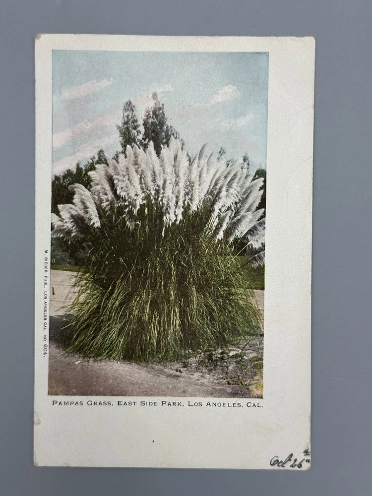 c 1900 PAMPAS GRASS California LOS ANGELES Unused Postcard Undivided Antique Pampas Grass