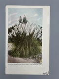 c 1900 PAMPAS GRASS California LOS ANGELES Unused Postcard Undivided Antique Pampas Grass