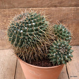 D7513 MAMMILLARIA NEJAPENSIS pot20-H18-W25 cm MaMa Cactus Green Plant
