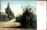 Vintage Postcard California Avenue Of Pampas Grass With Telephone Poles Pampas Grass