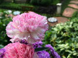 50 PICOTEE MIX CARNATION Dianthus Caryophyllus Double Bicolor Striped Flower See Carnation