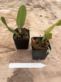 Two potted orchid plants with green leaves, dark bark and soil in black pots