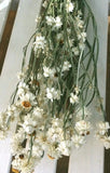 Ammobium Flower Dried Bunch  small white flowers on stems Farmhouse Prim Hydrangea