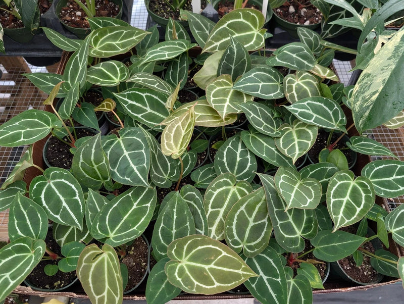 Anthurium crystallinum plant with dark green leaves and pale vein pattern in 4-inch pot
