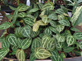 Anthurium Crystallinum 'Cyrstal' Beautiful and Full in 4 inch pot Orchids