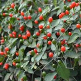 25 + seeds Texas Chiltepin hot pepper garden planting spicy food Garden Plants
