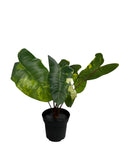 New IKEA FEJKA Artificial Potted Plant Philodendron 15 cm (6 ") 906.008.56 Green Plant
