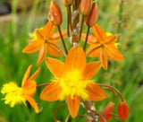 BULBINE STALKED AVERA SUNSET ORANGE Bulbine Frutescens  - 100 Bulk Seeds Garden Plants