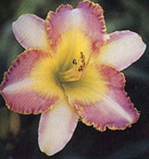 MYSTIC WARRIOR        Daylilies 3 fans Return and multiply yearly World's Finest Orchids