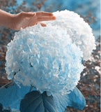 20 SEEDS for Light Blue HYDRANGEA RARE flower exotic bush plant USA Seller 2B Hydrangea