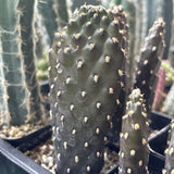 Roadkill Cactus Live Plant Real Home Garden Fully Rooted 2" Pot Garden Plants