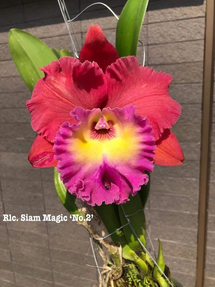 Live orchid plant with red-pink petals, yellow center, and purple ruffled edges.