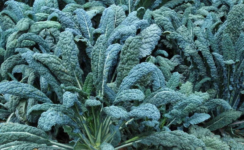 LACINATO DINOSAUR KALE 250 SEEDS NON-GMO FRESH FOR GARDENS Garden Plants