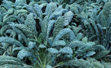 LACINATO DINOSAUR KALE 250 SEEDS NON-GMO FRESH FOR GARDENS Garden Plants