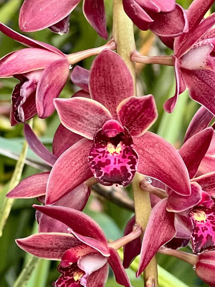 Pink cymbidium orchid flowers with speckled yellow-red centers