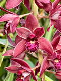 Cymbidium (canaculatum x Ruby Eyes) ~ 1 Gallon Pot Orchids
