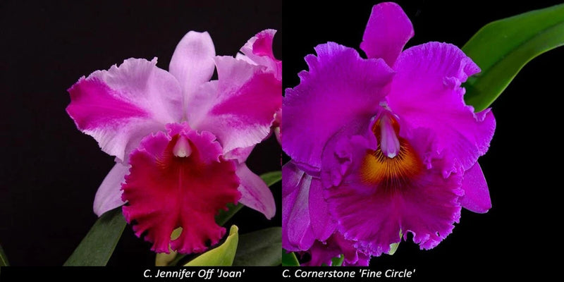 C. Jennifer Off 'Joan' HCC/AOS x C. Cornerstone 'Fine Circle' seedling Orchids