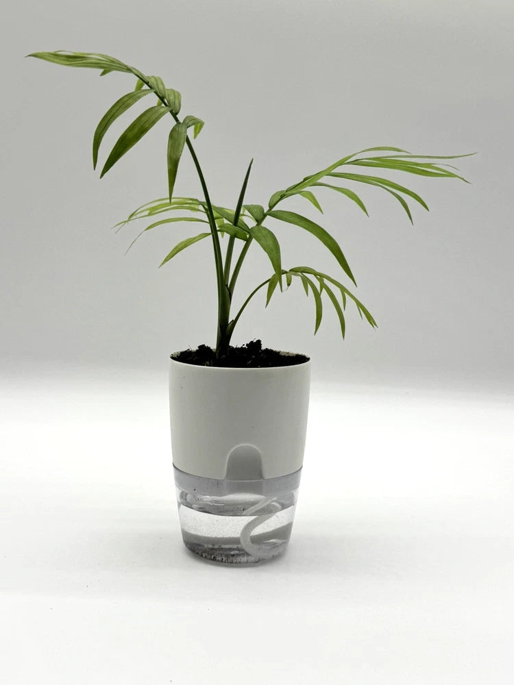 Parlor palm live plant in white self-watering pot with clear base