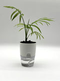 Parlor Palm in 4" Self Watering Pot Chamaedorea elegans  Live Plant House Plant Orchids