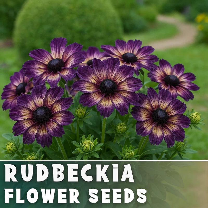 Velvet Dusk Rudbeckia Seeds 125+ Seeds Annual Flower Seeds Garden Flowering Plants