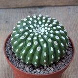 D6666 NOTOCACTUS UEBELMANNIANUS INERMIS pot10-H6-W8 cm MaMa Cactus Green Plant