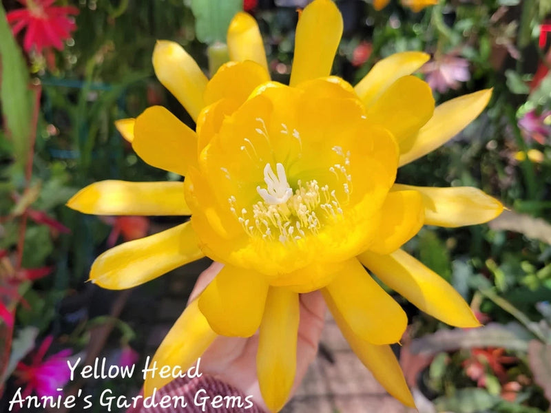 Yellow head orchid cactus flower with bright yellow petals and pale center