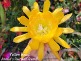 Epiphyllum Yellow Head in 4 inch pots / Orchid Cactus / Well Rooted Orchids
