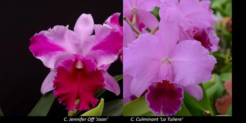 Purple and magenta orchid flowers with layered ruffled petals