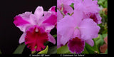 Cattleya Culminant 'Les Tuilleries' HCC/AOS x C. Jennifer Off 'JoanÕ orchid Orchids