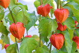 100 CHINESE LANTERN (Winter or Ground Cherry / Japanese Lantern) Physalis Alkeke Flowering Plants
