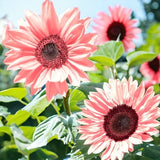 50 Iris Tectorum Rose Sunflower Seeds - Non-GMO Heirloom Variety Pink Blooms Sunflower