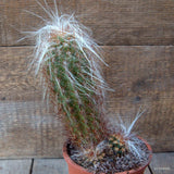 D6779 OROCEREUS TROLLII pot12-H22-W11 cm MaMa Cactus Green Plant