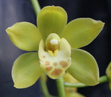 Orchids Cymbidium Fashion Runway ÔLemon DropÕÑSELECT!! Orchids