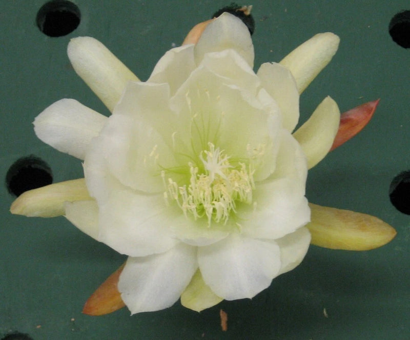 White orchid cactus flower with yellow center, layered petals and long stamens