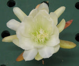 Epiphyllum, Orchid Cactus, " DIAMOND BILL ", Don's Quart pots MAR/3 Orchids